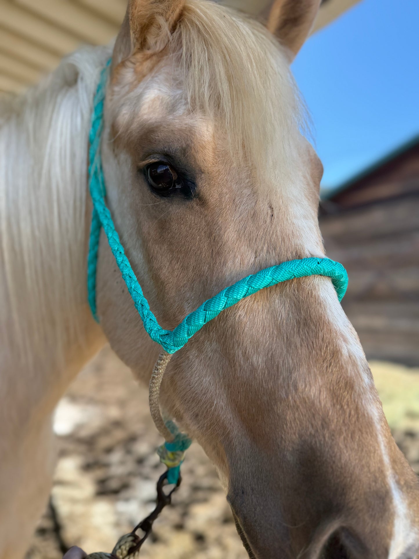 Lariat halter